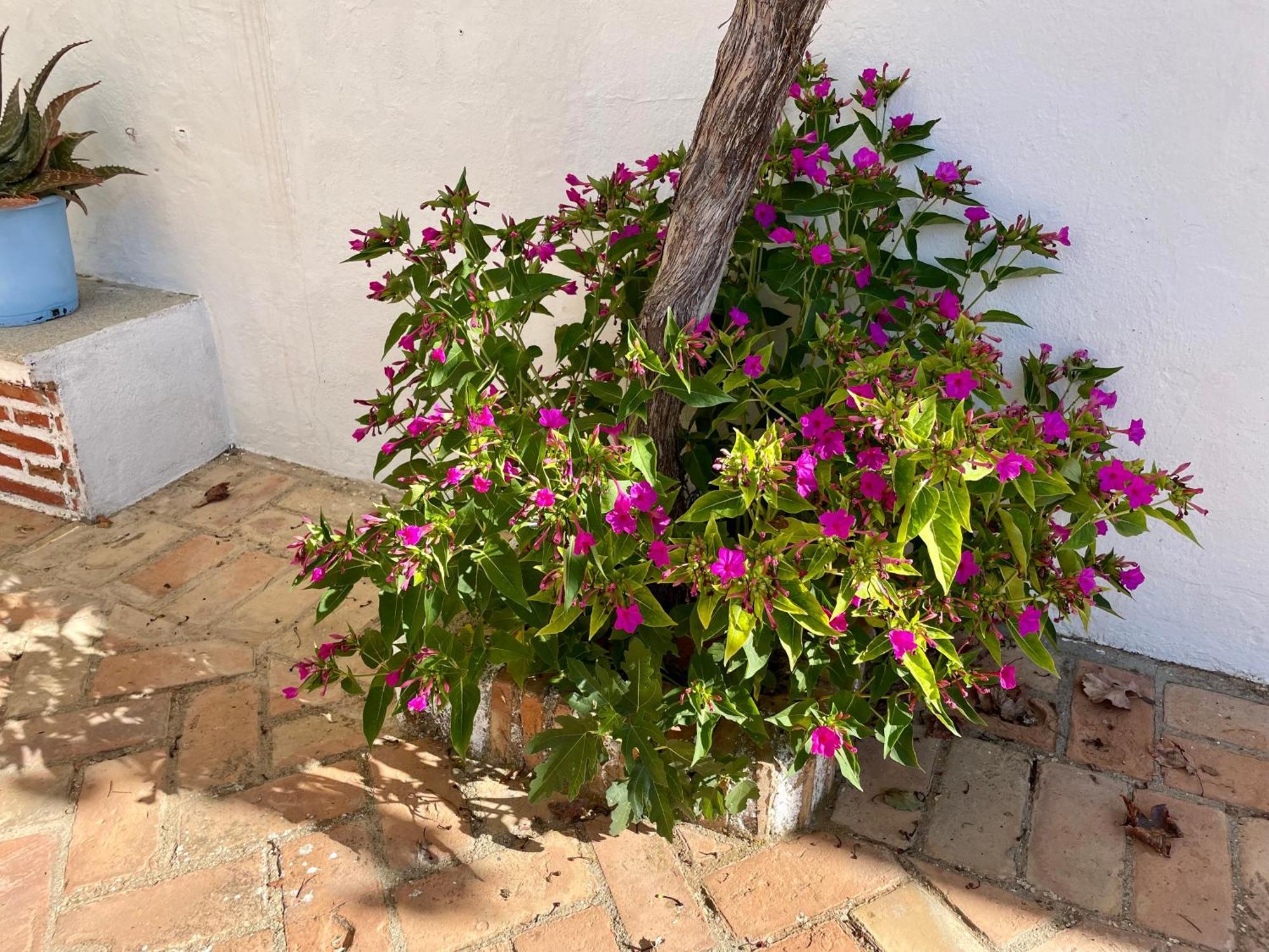 Villanueva del Duque Complejo Rural El Soldadoヴィラ エクステリア 写真
